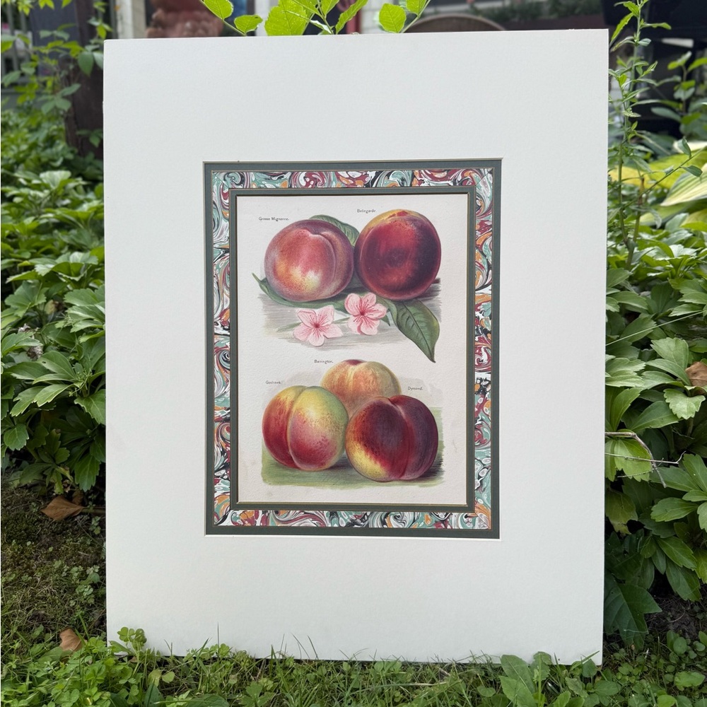 Peach Botanical Print from 19th Century Work